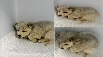 믹스견 사진