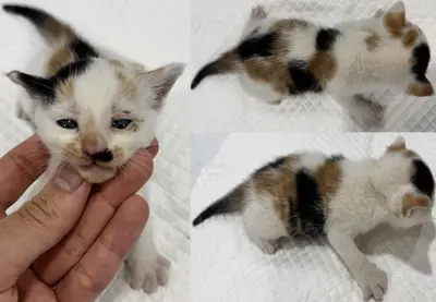 한국 고양이 사진