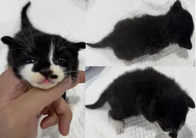 한국 고양이 사진