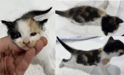 한국 고양이 사진