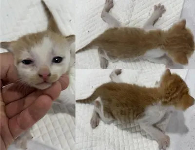 한국 고양이 사진