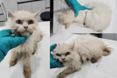 믹스묘 사진