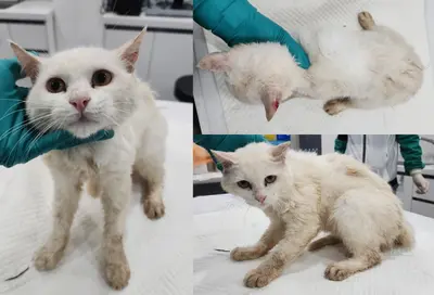 믹스묘 사진