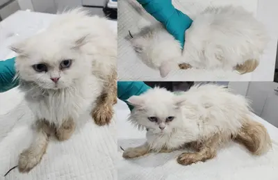 믹스묘 사진