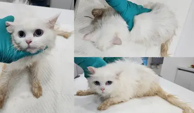 믹스묘 사진