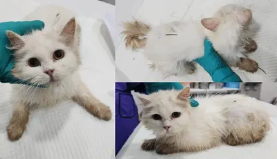 믹스묘 사진