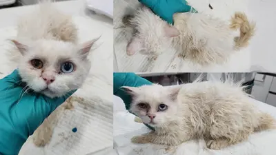 믹스묘 사진