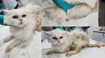 믹스묘 사진