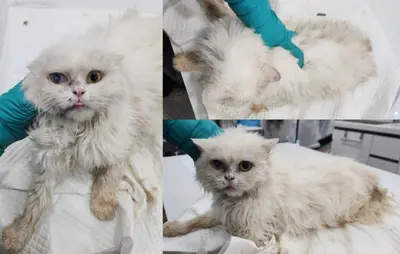 믹스묘 사진
