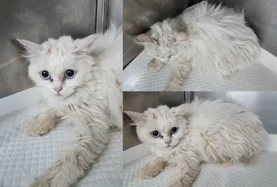 믹스묘 사진