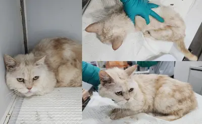 믹스묘 사진