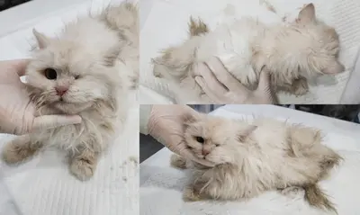 믹스묘 사진