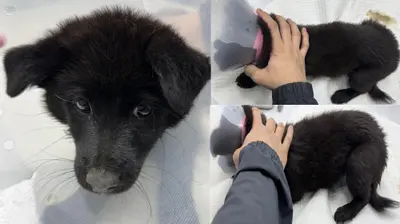 믹스견 사진