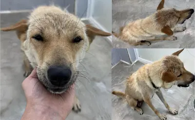 믹스견 사진