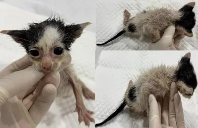 한국 고양이 사진