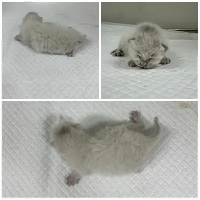 한국 고양이 사진