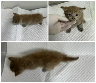 한국 고양이 사진