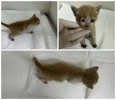 한국 고양이 사진
