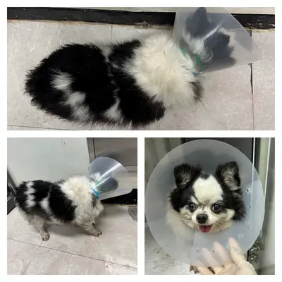 치와와 사진