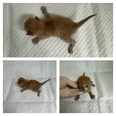 한국 고양이 사진