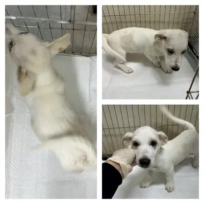 믹스견 사진