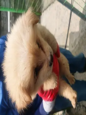 믹스견 사진