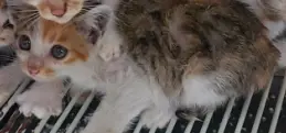 믹스묘 사진