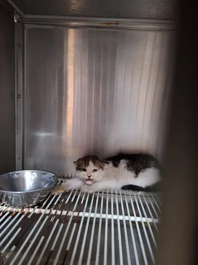 믹스묘 사진
