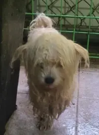 믹스견 사진