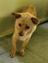 믹스견 사진