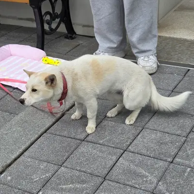 믹스견 사진