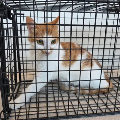한국 고양이 사진