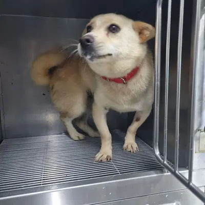 믹스견 사진