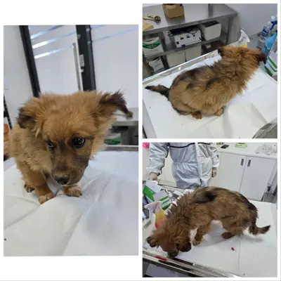 믹스견 사진