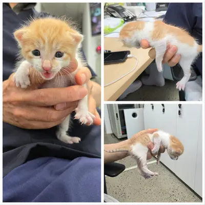 한국 고양이 사진