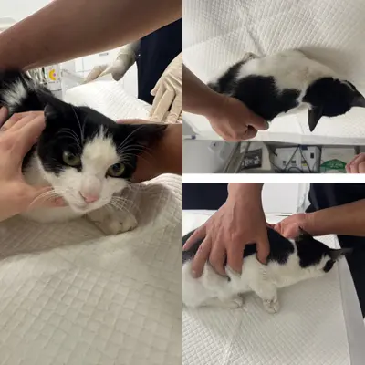 한국 고양이 사진