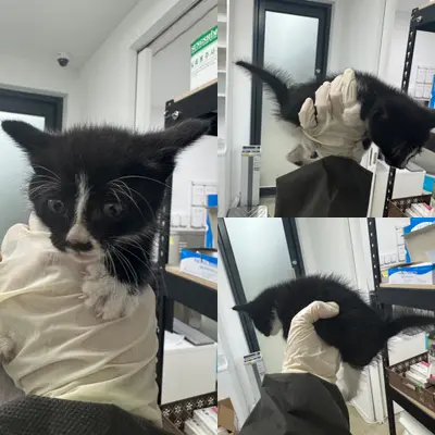 한국 고양이 사진