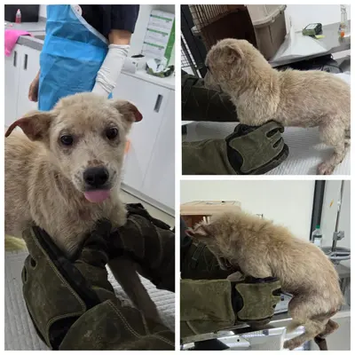 믹스견 사진