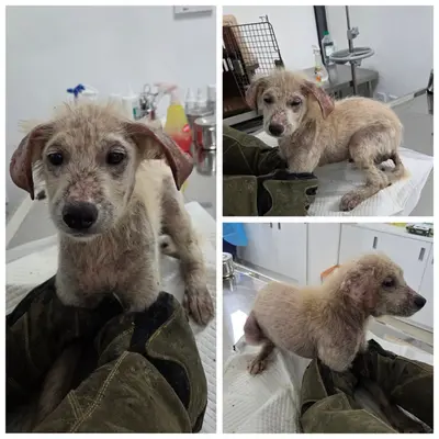 믹스견 사진