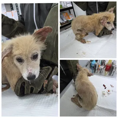 믹스견 사진