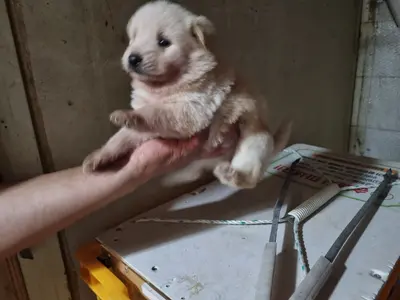 믹스견 사진
