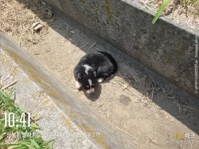 믹스견 사진