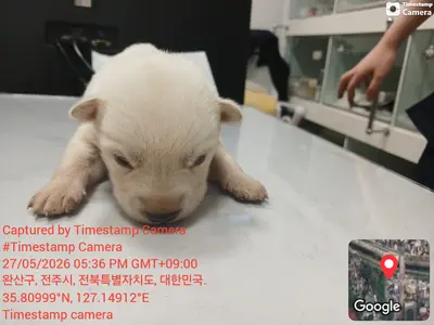 믹스견 사진