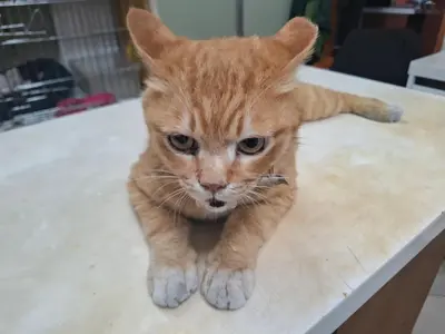 한국 고양이 사진