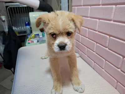믹스견 사진