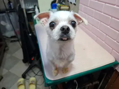 말티즈 사진