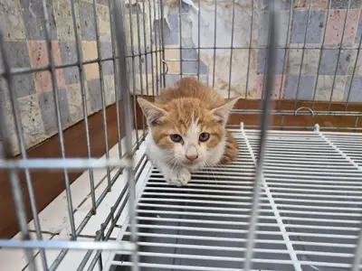 한국 고양이 사진