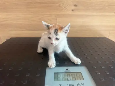 한국 고양이 사진