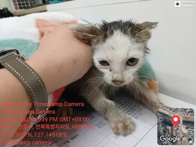 한국 고양이 사진