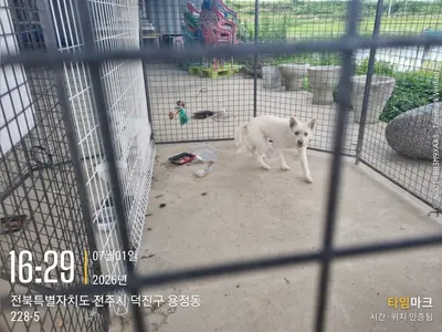 믹스견 사진